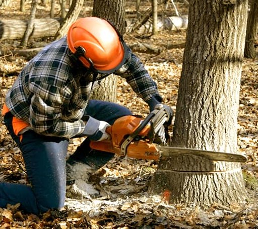Tree Removal in Pretty Prairie, KS